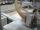 Photos #2 - Selco WNAR Saw Angle Plant: 