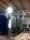 Photos #2 - FILTRO A 32 MANICHE CARENATO A NORME   : FILTRO A 32 MANICHE CARENATO A NORME  